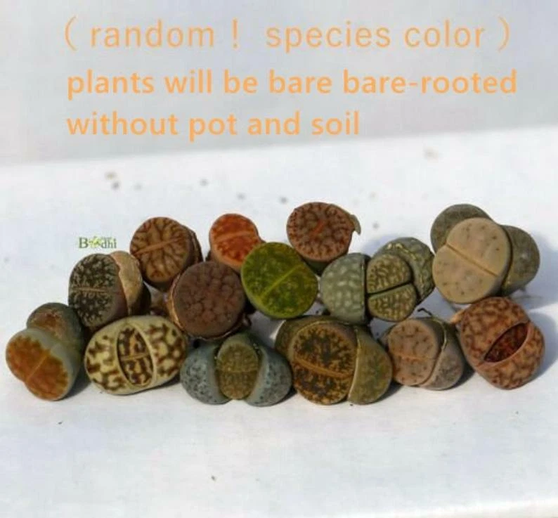 Plant - Lithops 10 plants MIX Randomly（0.5 inches）Living Stone - Image 4 of 4