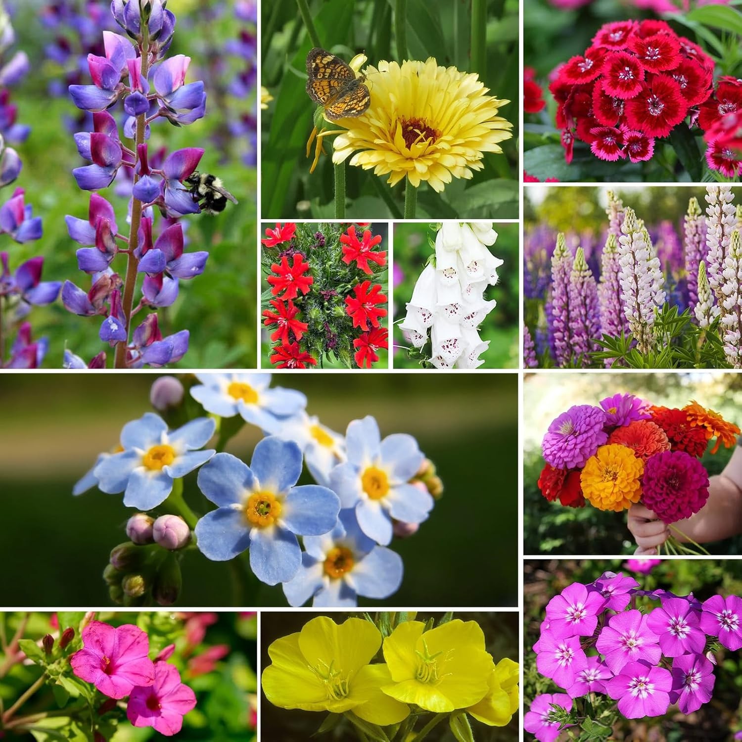 Wildflower Seeds Hummingbird Butterfly Mix 1 oz No Colorful Flowers