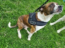 dog harness