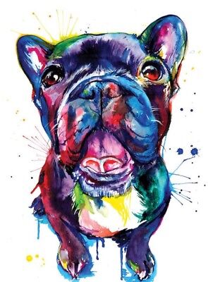 Colourful french bulldog wall art printed on canvas 22/'/' X 16/" solid frame
