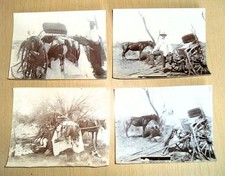 Vier Original Vintage Fotos vor 1914 aus Südafrika mit Falle etc.