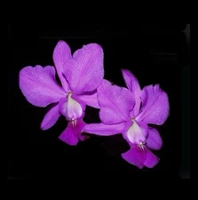 Cattleya walkeriana Welcome Back X 808 #1 Fragrant Species Orchid Eros 4” Pot