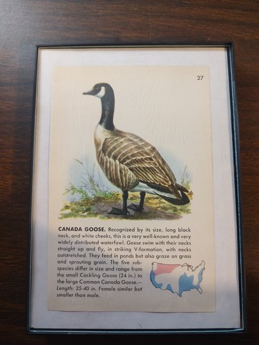 Canada Goose Reclaimed Page - Picture 2 of 4