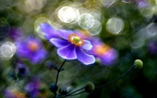 HELIOS 44-3 f2/58mm M42 mount Bokeh&Flare Trioplan effect (Bubble effect)