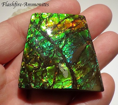225 Carat.!! I Sammler Ammolite /Drachenschuppe Grün-Golden-Orange   + VIDEO - Bild 1 von 8
