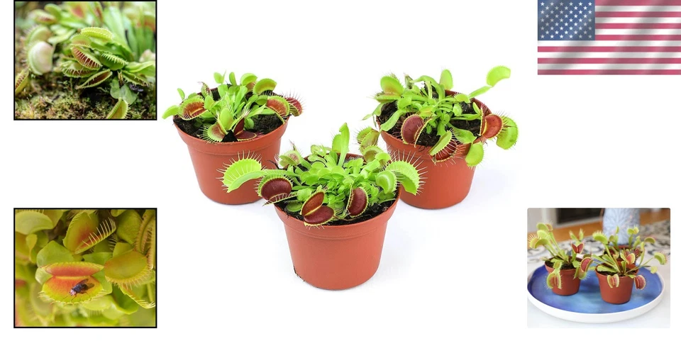 Carnivorous Plant Trio: Live Venus Fly Traps - Educational & Easy Indoor Care - Image 2 of 4