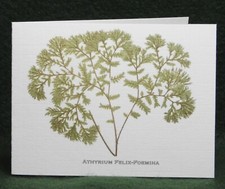 MisterBcards 12 Antique Fern Notelets (75x105mm) with White C7 Envelopes