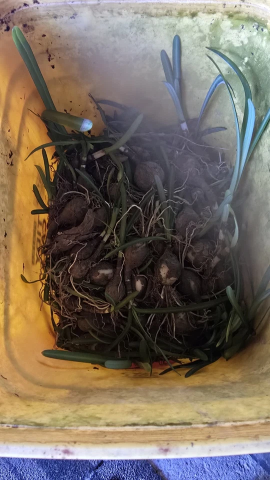 100X Red Spider Lillys Bulbs - Image 3 of 4