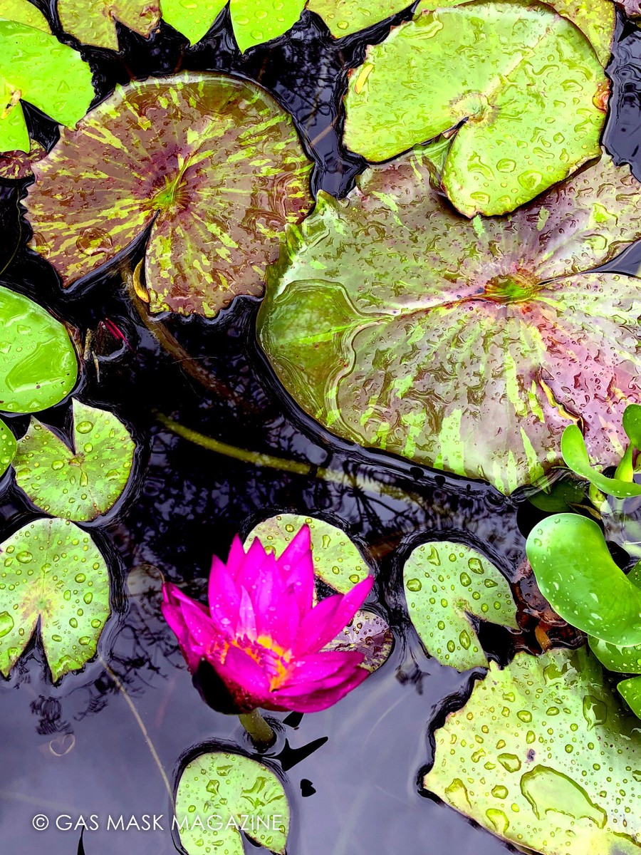 'Queen Of Siam' Tropical Water Lily Tuber – Magenta & Pink Live Plant, Fast-Growing Bare Root
