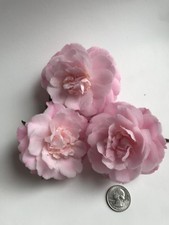 Camellia sasanqua 'Leslie Ann' Starter plant in .5 Liter pot