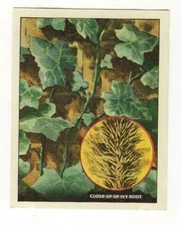 Science Facts 1955. Ivy