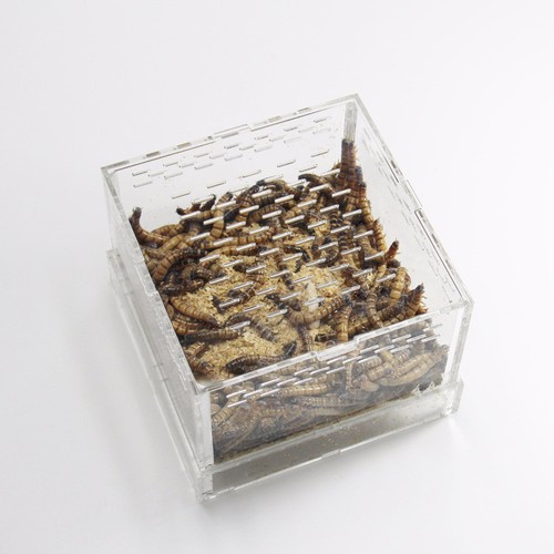 Live Mealworm Barley Pest Feeding Box Acrylic Yellow Mealworm Cage