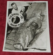 1946 Press Photo Hedwig III Skipper Frank G Shappell 435 Pound Jewfish Miami FL