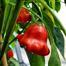 Bishop's Crown Hot Pepper Seeds 15+ Capsicum Annuum Vegetable NON-GMO FREE S&H