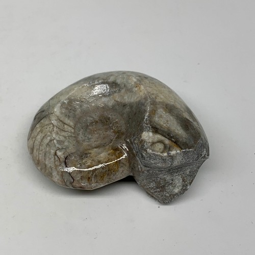 53.7g, 2.1"x1.7"x1", Goniatite Ammonite Polished Mineral from Morocco, F2009 - Picture 8 of 12