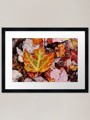 Leaf Litter III gerahmter Kunstdruck gerahmt Wandbild Poster Leinwanddruck Bild