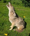 Full-Body COYOTE Taxidermy Sitting Howling — photo 1