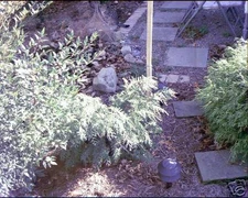 Chamaecyparis obtusa Weeping Hinoki Cypress! VERY RARE SEEDS