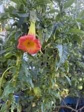 Brugmansia Sanguinea Red Angels Trumpet Life Plant Brugmansia Sanguinea Red Angels Trumpet Life Plant