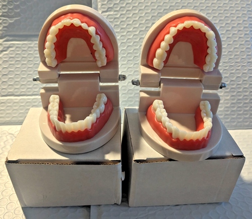 EASYINSMILE Dente Standard per Adulti Typodont Dimostrazione Modello Didattico - Foto 2 di 10