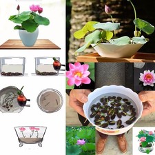 90x Samen Lotus Mix Blumensamen Hand gepflückt Wasserpflanzen Wassergarten New