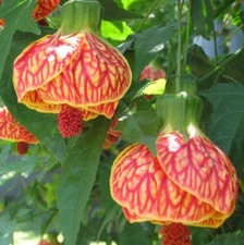 Abutilon Orange Tiger Live Plant - 4-6in Tall -Ship No Pot - Bell Hibiscus Plant
