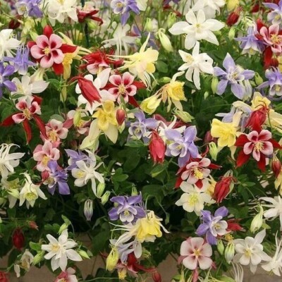 12 inch planter pots 12'' Clay Pot / Saucer main image 0