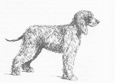 Irish Water Spaniel #3 - CUSTOM MATTED - 1963...