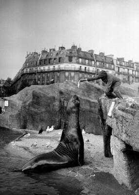 The sea lion a new acquisition from Luna Park eats several kil- 1932 Old Photo