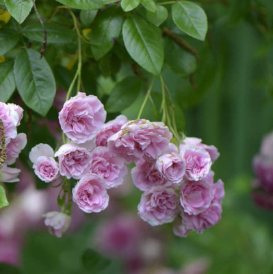 Antique Climbing Rose Bush