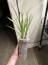 Cymbidium Aussie Dreamtime  Pakkret  Fragrant Compact Orchid Hybrid