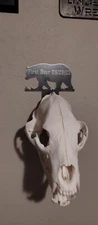 Custom laser Bear Skull Hanger