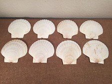 8pc Lot Beautiful Large White 4 7/8" x 4 3/4" Scallop Sea Shells Beach House