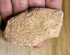 Theropod Dinosaur Fossil Kem Kem, African T-Rex Spinosaurus ref8504