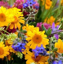 70000x Tubinga Miscela per Api EKO 500m² Piante da Giardino - Semi K352