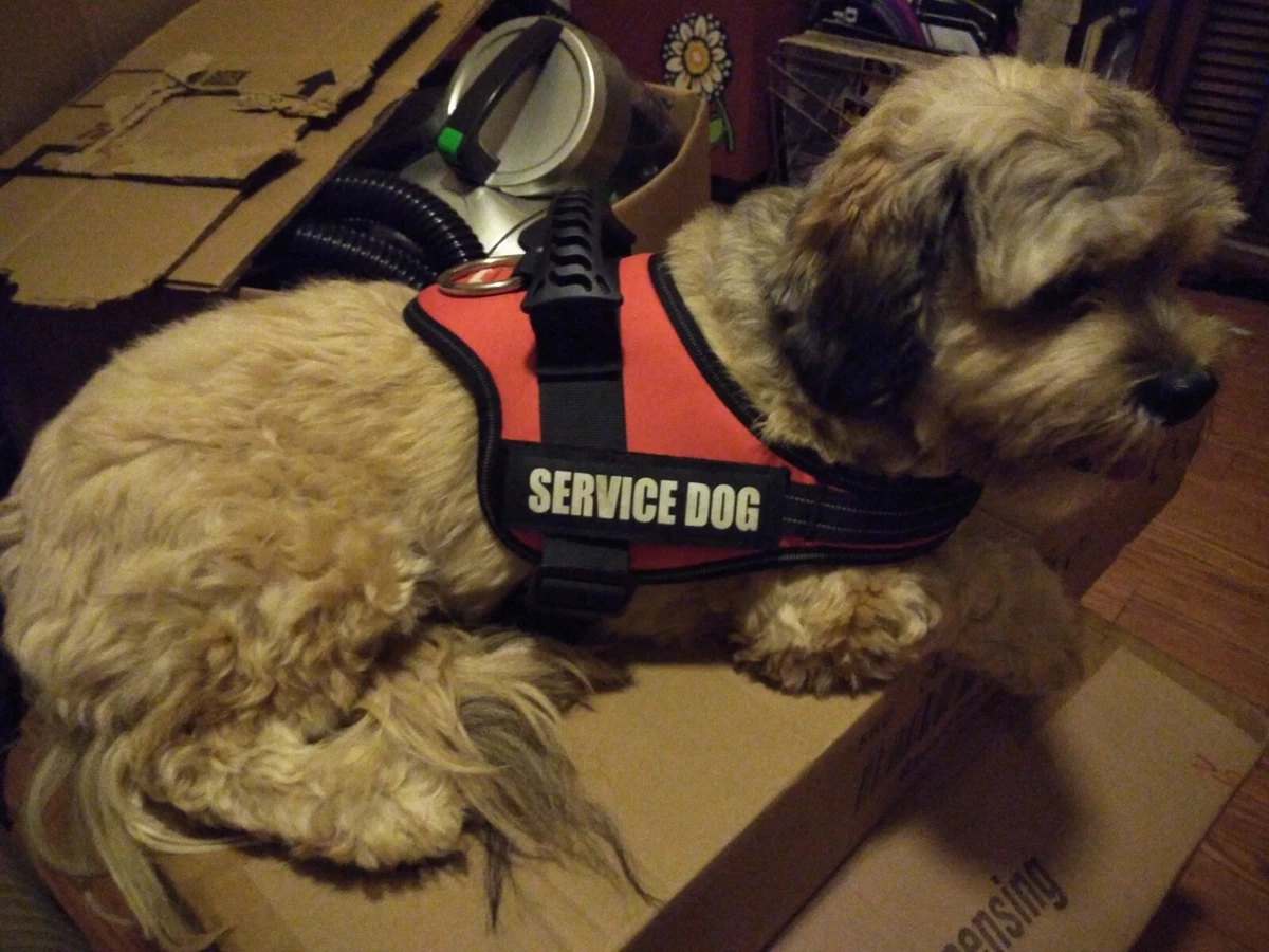 Service dog top vest ebay