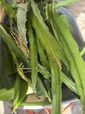 6 DRAGON FRUIT CUTTINGS 8-14 Inches check the description