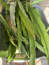 4 DRAGON FRUIT CUTTINGS 8-14 Inches check the description