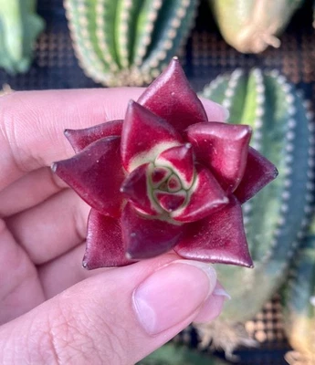 1AM SUCCULENTS Rare Succulents - Echeveria Agavoides Rubin (1.5")