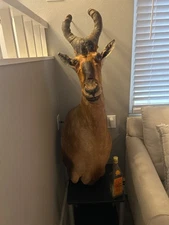 African Red Hartebeest shoulder mount (extinct species) very rare
