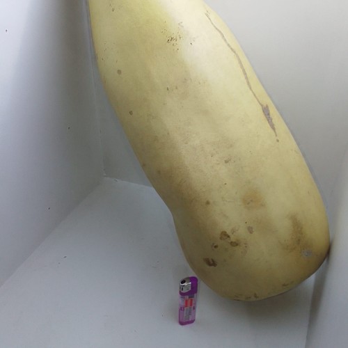 A Large Dried Pumpkin From 2004 Suitable For Art And Drawing On - Bild 5 von 8