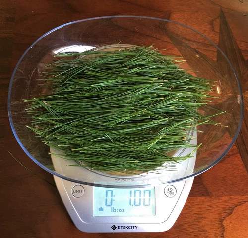 Eastern White Pine Needle Tea, Fresh Blue Ridge Mt. 2 oz