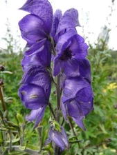 Aconitum napellus MONKSHOOD Seeds!