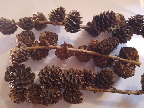 Natural Mini Pine Cone Sprigs, x10 appox 15 cm or 30 cm Length 100-200 cones - Picture 3 of 5