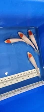 Imported Live Koi Fish - 8" - 11" HQ NND Tancho Kohaku
