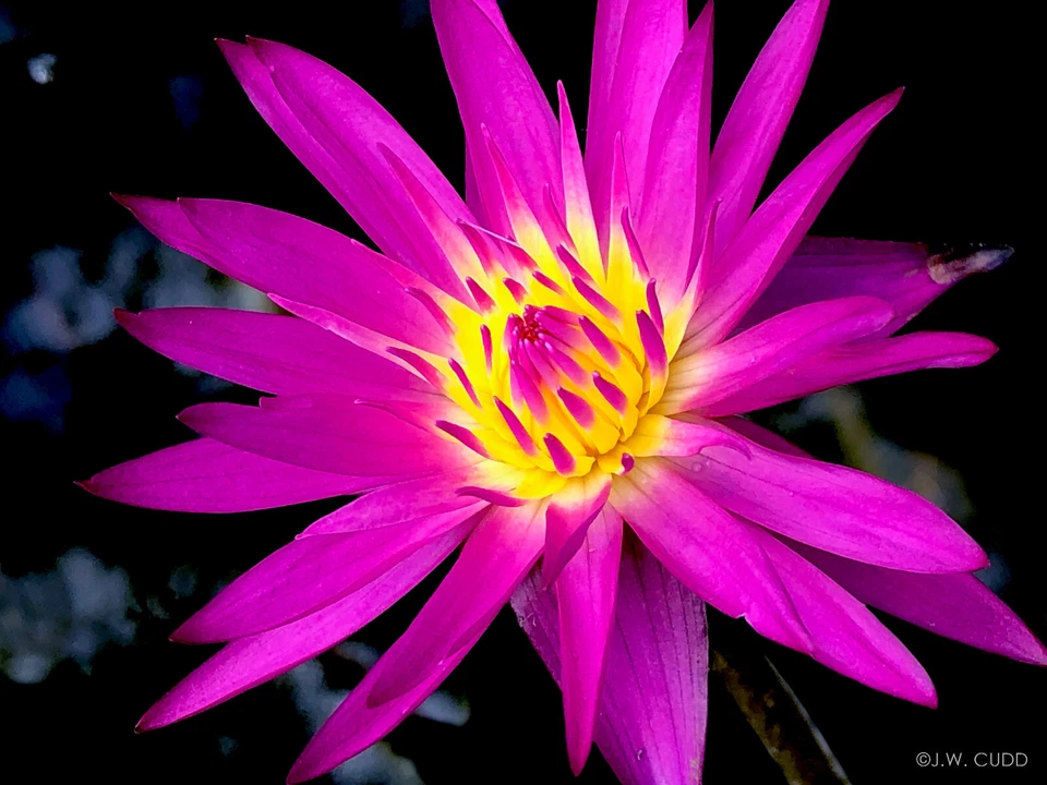 Rizoma de tubérculo de lirio de agua tropical magenta y rosa 'Reina de Siam' (planta viva) Foto 2 de 4