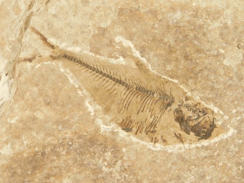 X-RAY Bones! 50 Million Year Old Diplomystus FRY FISH FOSSIL Wyoming 275gr