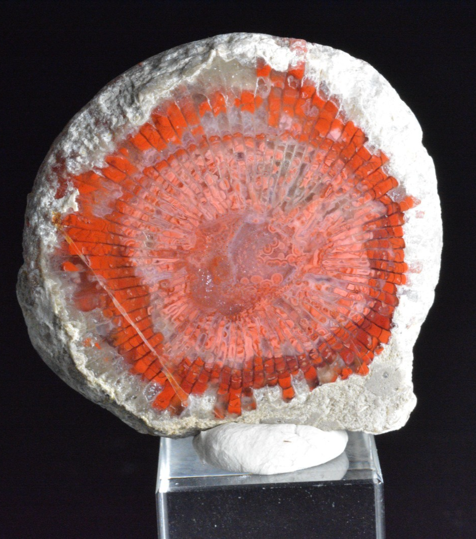 Red Agatized Horn Coral, Utah, Polished | eBay
