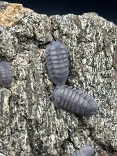 10 Cubaris Sp. Blue Pigeon Isopods Bioactive Terrarium Clean Up