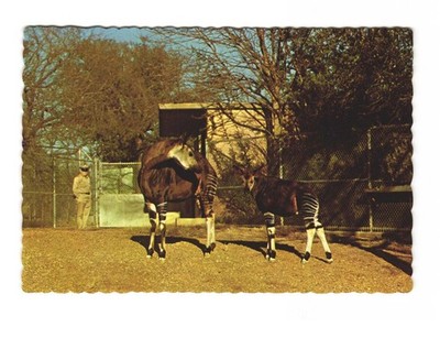 Dallas Zoo in Marsalis Park VTG postcard UNP OKAPI Africa